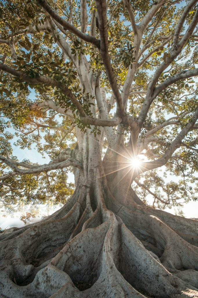 Arbre qui représente la généalogie