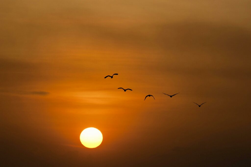 Vol d’oiseaux dans le ciel symbolisant la libération émotionnelle et l’harmonie retrouvée grâce à la cohérence cardiaque"